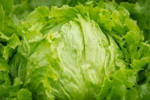 seeds to start in january lettuce pic