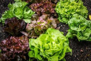 seeds to start in january lettuce
