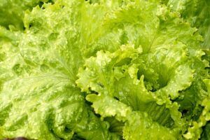 seeds to start in january lettuce plant