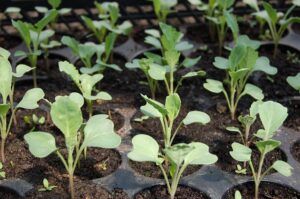 seeds to start in january succession