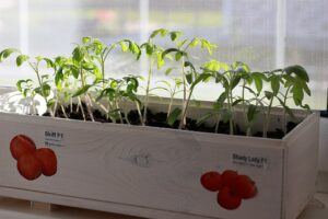 growing tomatoes indoors during winter windosill