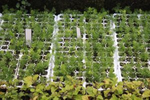 seeds to start in january lots of seed trays