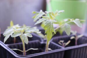 growing tomatoes indoors during winter succession sowing