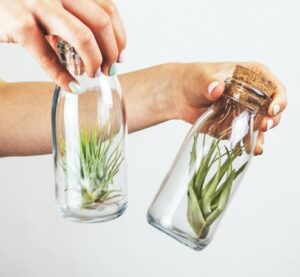 what to build a fairy garden in air plant container