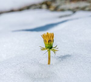 january gardening tasks winter weeds