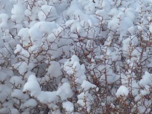 january gardening tasks snow