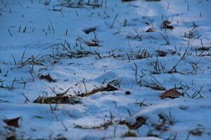 seeds to start in january ground