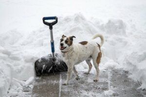 january gardening tasks shovel