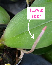 hot to take care of the orchids in your life spike