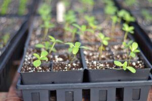 seeds to start in january seed trays