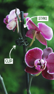 how to take care of the orchids in your life stake