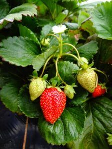 seeds to start in january strawberry