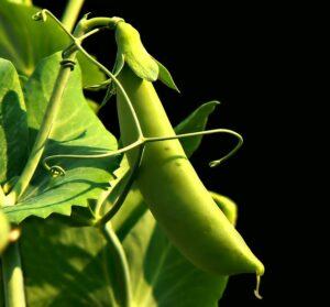seeds to start in january pea pic seeds-to-start-in-january-pea-pic