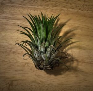 what to build a fairy garden in air plant
