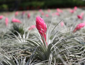 what to build a fairy garden in air plant care