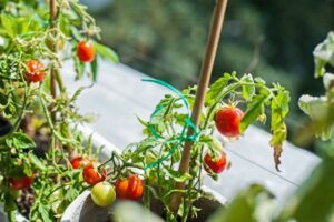 growing tomatoes indoors during winter get going