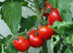 growing tomatoes indoors during winter ripe growing-tomatoes-indoors-during-winter-ripe