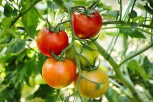 growing tomatoes indoors during winter 3/4