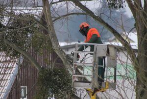 january gardening tasks pruning trees