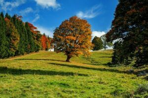 fruit tree pruning calendar autumn