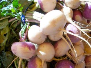 seeds to start in january turnips