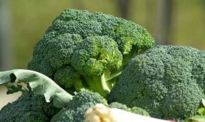 seeds to start in january broccoli plant seeds-to-start-in-january-broccoli-plant