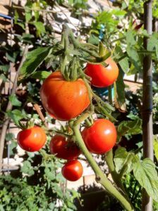 growing tomatoes indoors during winter outdoor clone