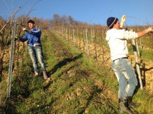 fruit tree pruning calendar grape vine