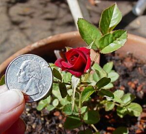 valentine fairy garden miniature rose