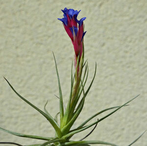 what is an air plant flower