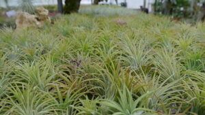 what is an air plant nursery
