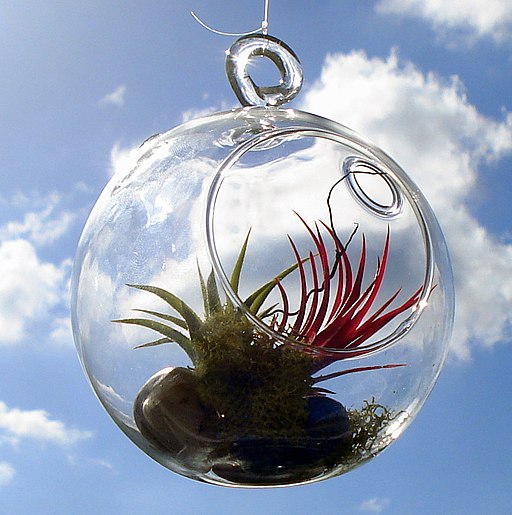 what is an air plant featured What is an Air Plant Anyway? ❀ Fairy Circle Garden