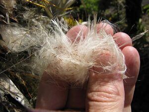what is an air plant seeds What is an Air Plant Anyway? ❀ Fairy Circle Garden