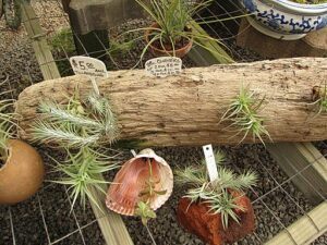 what is an air plant different container