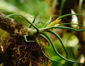 what is an air plant natural habitat