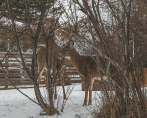 what jobs to do in the garden in february deer