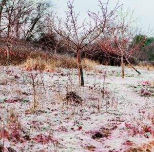 what jobs to do in the garden in february frozen ground