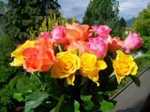 how to grow roses from cuttings different colors