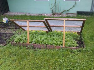 seeds to plant in february cold frame