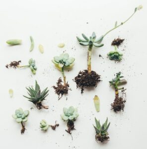 how to take care of a succulent plant cuttings leaves how to take care of a succulent plant cuttings leaves