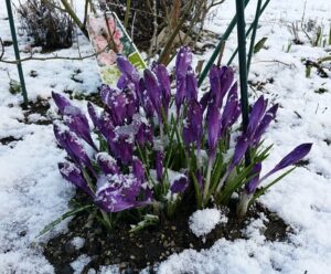 what jobs to do in the garden in february bloom