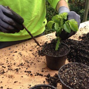 how to grow roses from cuttings potting