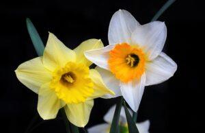 valentine fairy garden daffodil valentine-fairy-garden-daffodil