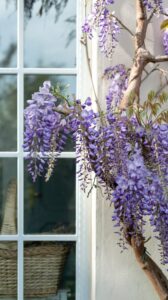 what jobs to do in the garden in february wisteria