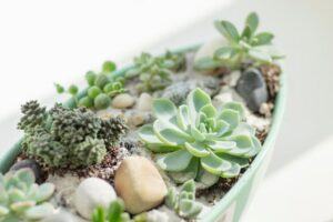 how to take care of a succulent plant take care