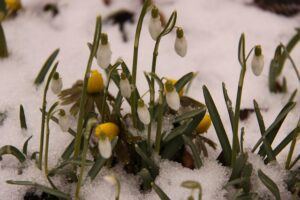 seeds to plant in february snow on ground Seeds to Plant in February ❀ Fairy Circle Garden