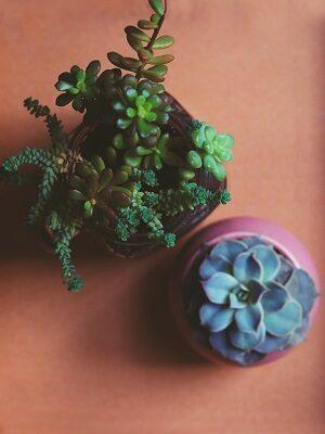 how to take care of a succulent plant featured