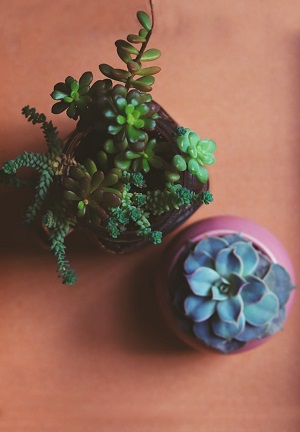 how to take care of a succulent plant featured