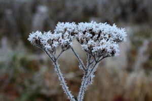 seeds to plant in february too cold