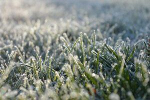 what jobs to do in the garden in february frozen lawn